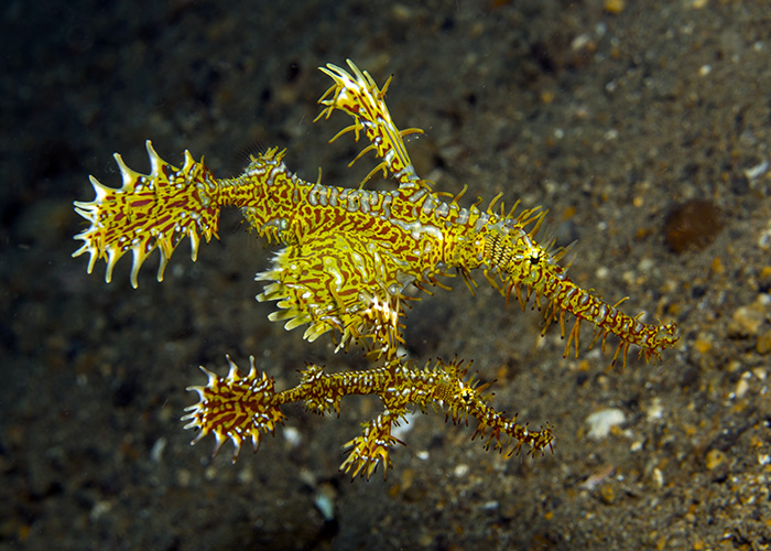 21_Ornate Ghostpipefish_(Solenostomus_paradoxus).jpg